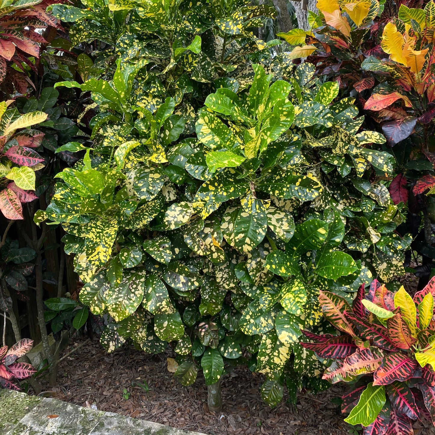 Croton  "Milky Way"