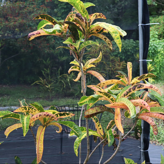 Croton  "Nestor"