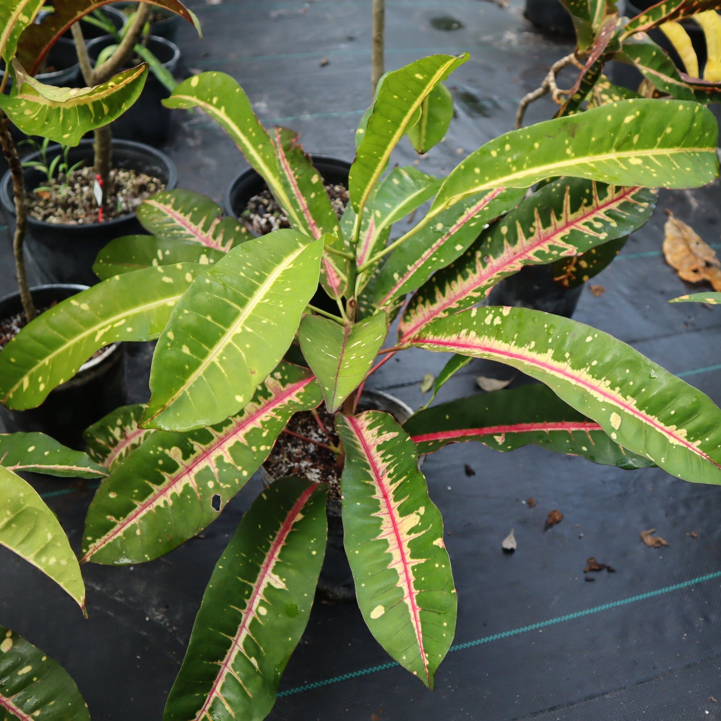 Croton  "Nestor"