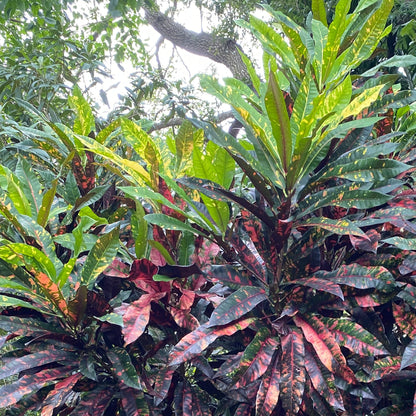 Croton  "Nonya"