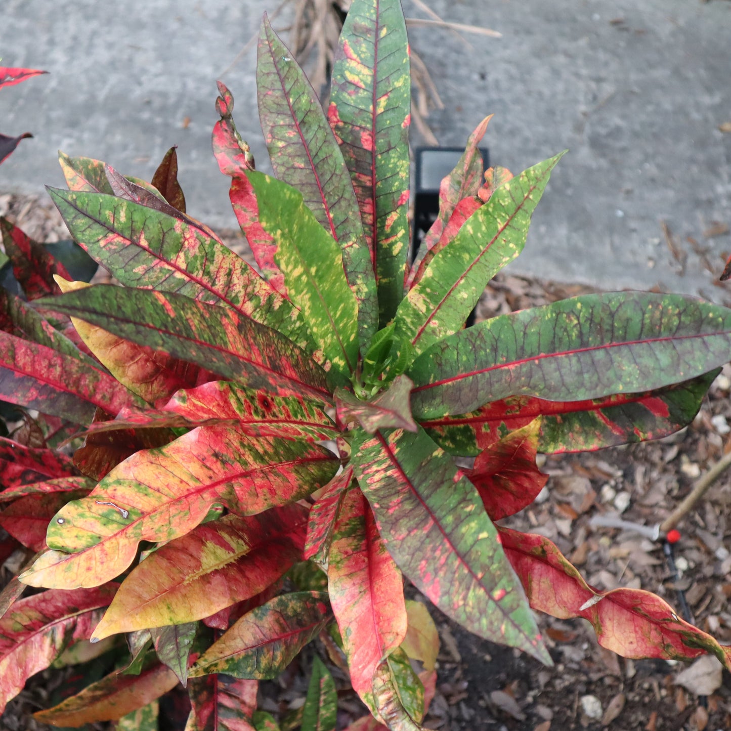Croton  "Nonya"