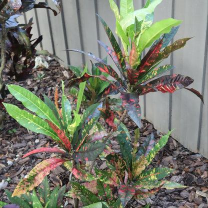 Croton  "Nonya"