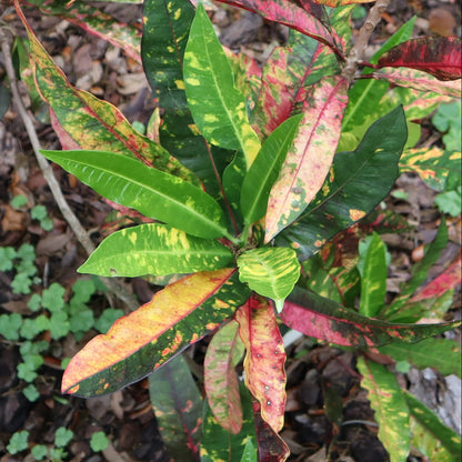 Croton  "Nonya"