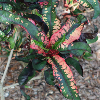 Croton  "Pink Lei"