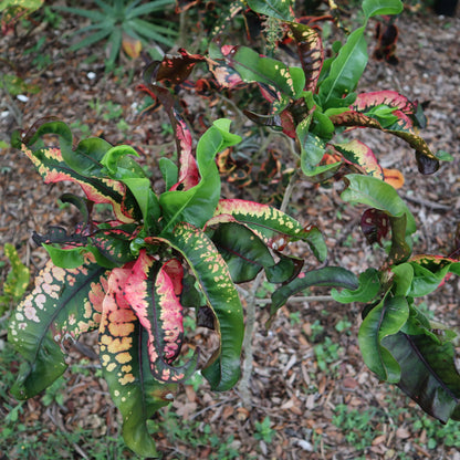 Croton  "Pink Lei"