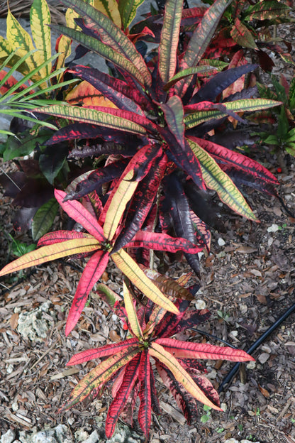 Croton "Red Quill"