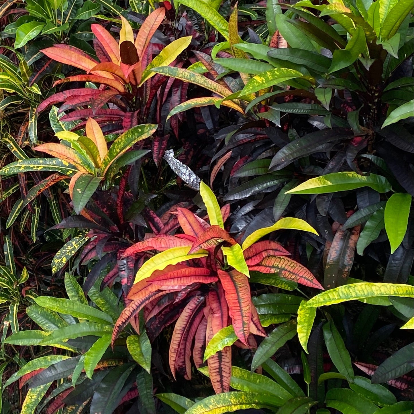Croton "Red Quill"