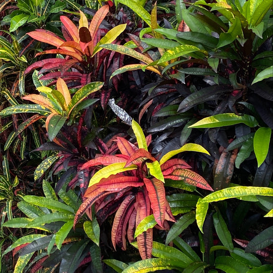 Croton "Red Quill"