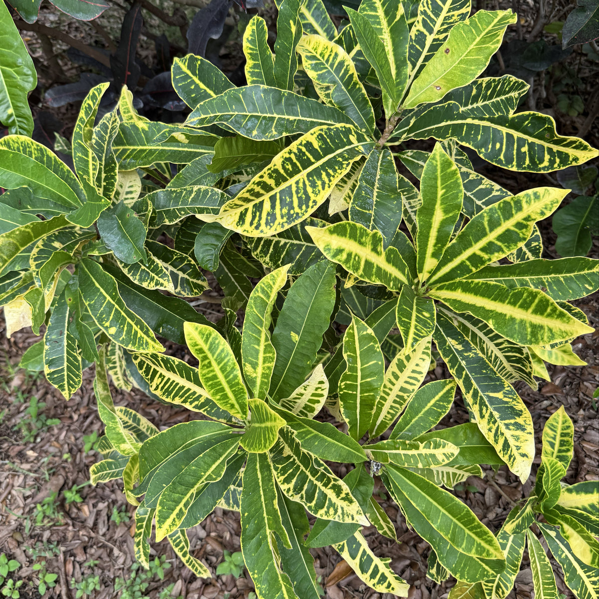 Croton  "Sarah Gasso"