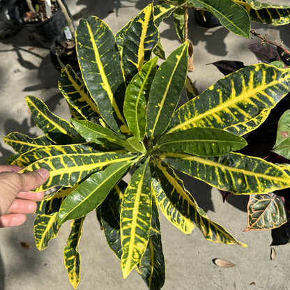 Croton  "Sarah Gasso"