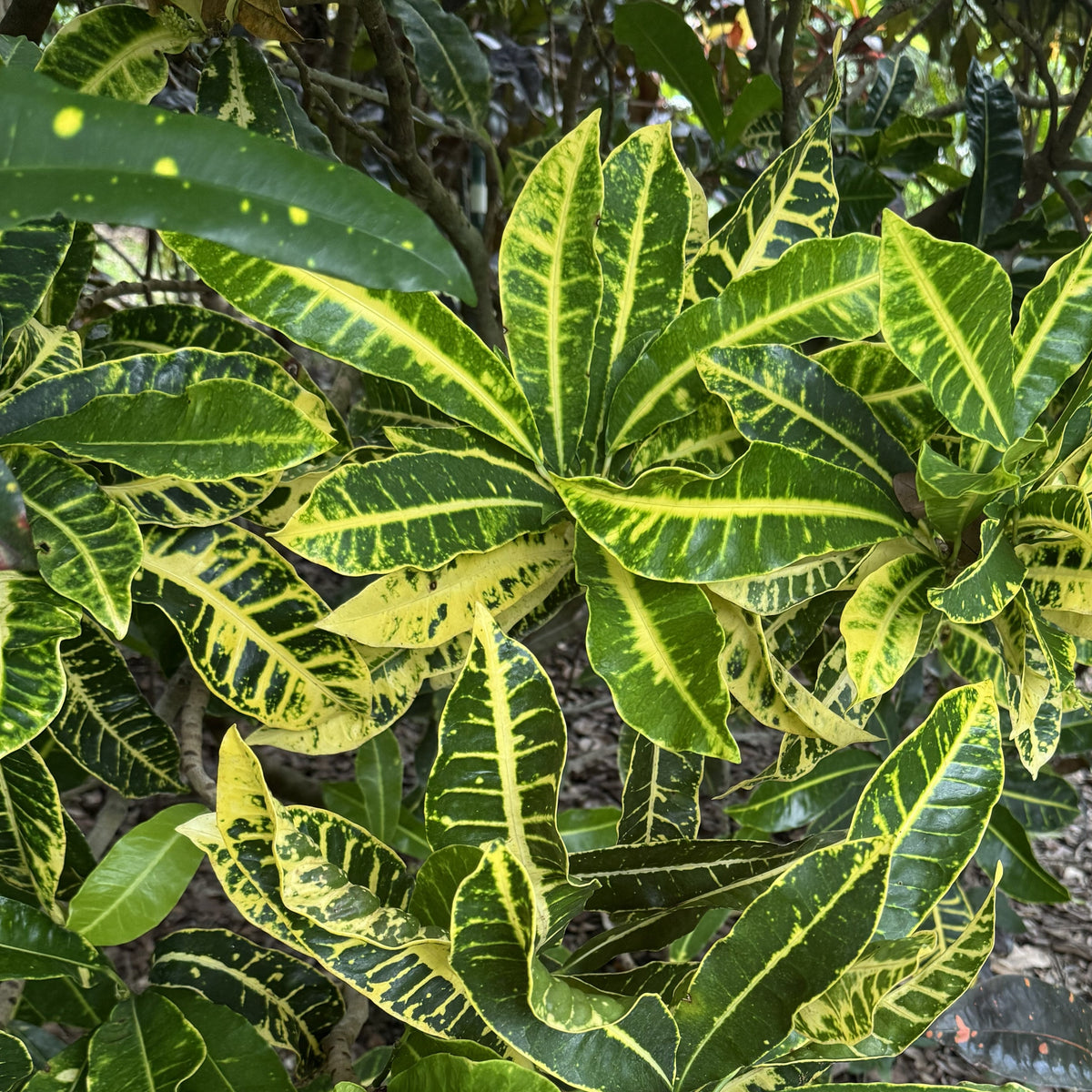 Croton  "Sarah Gasso"