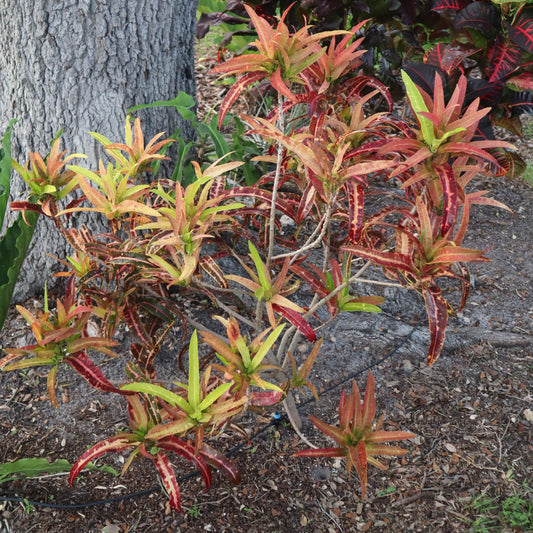Croton  "Sturrock's Pink Vichii"