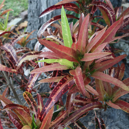 Croton  "Sturrock's Pink Vichii"