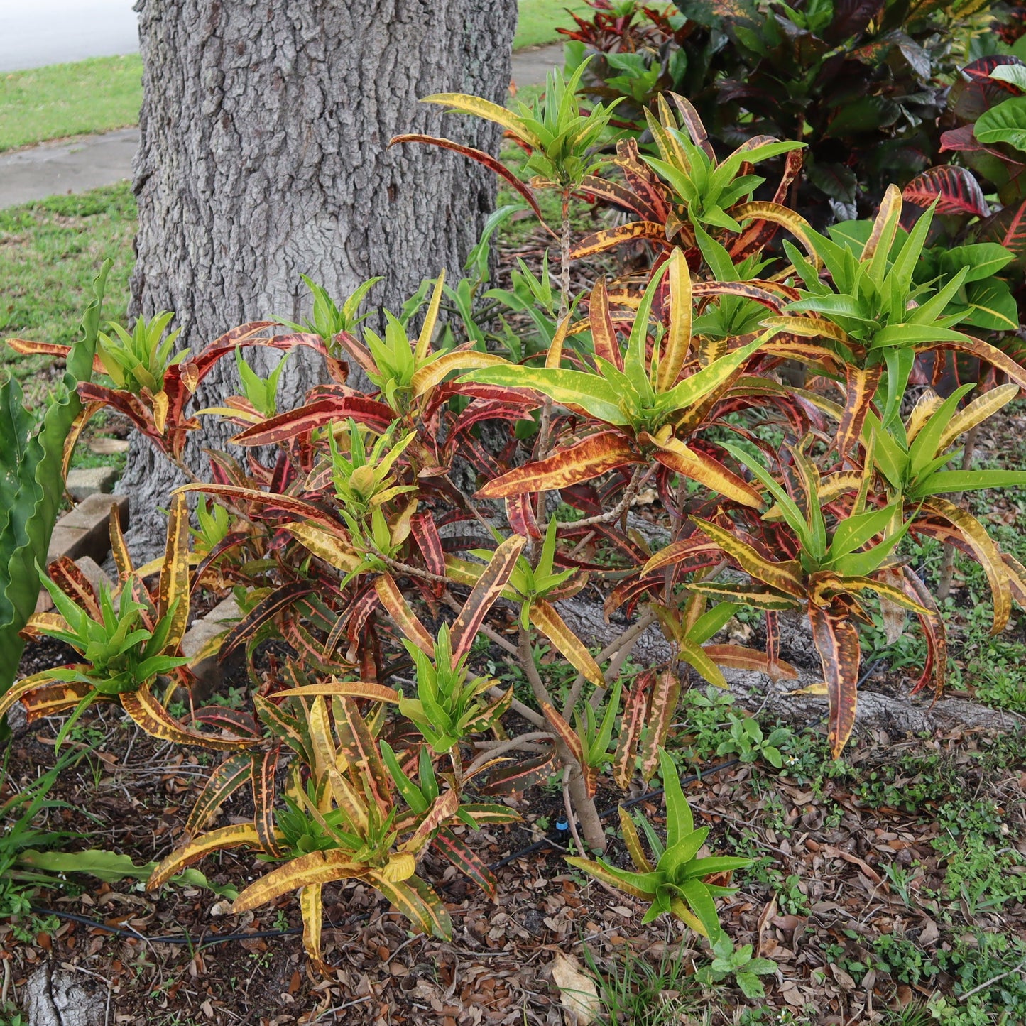 Croton  "Sturrock's Pink Vichii"