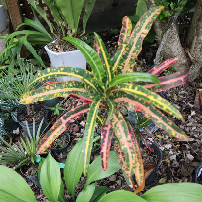 Croton  "Sturrock's Pink Vichii"