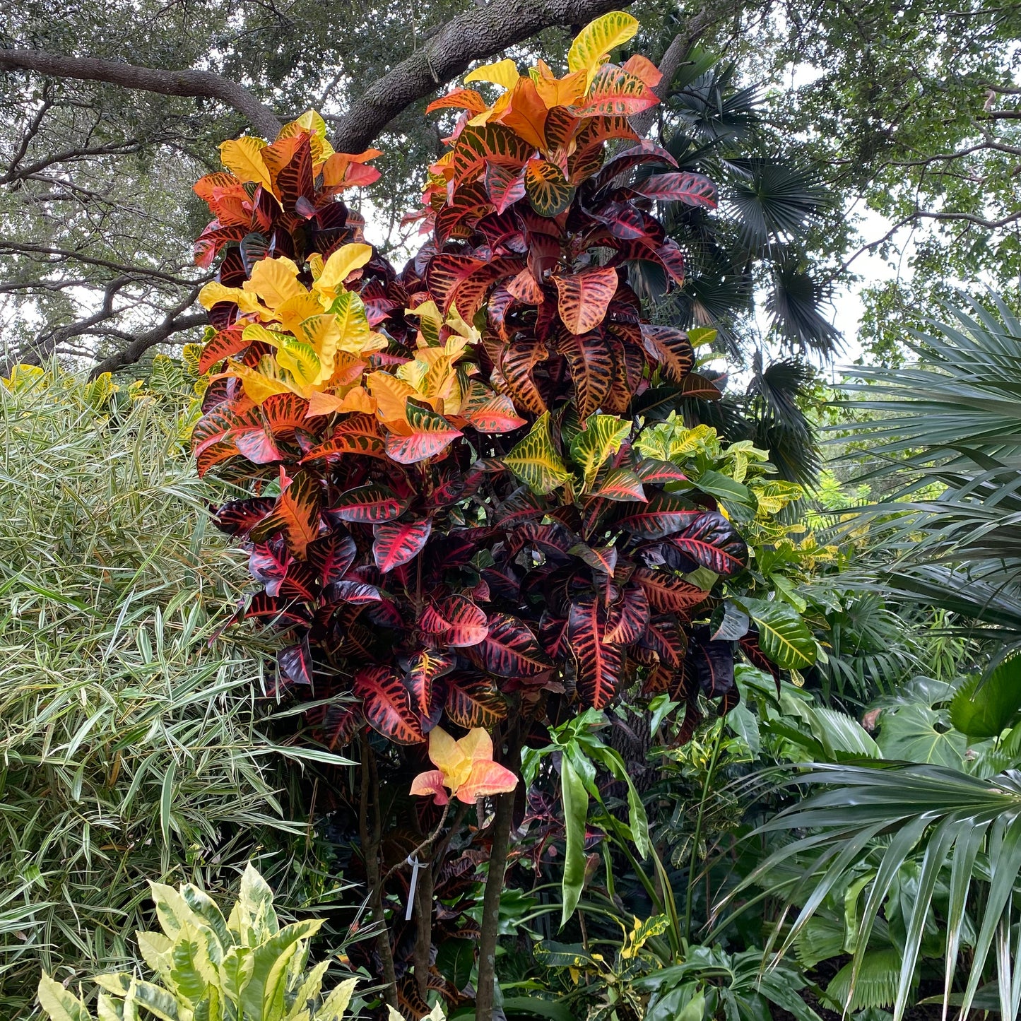 Croton  "Thomas Edison"