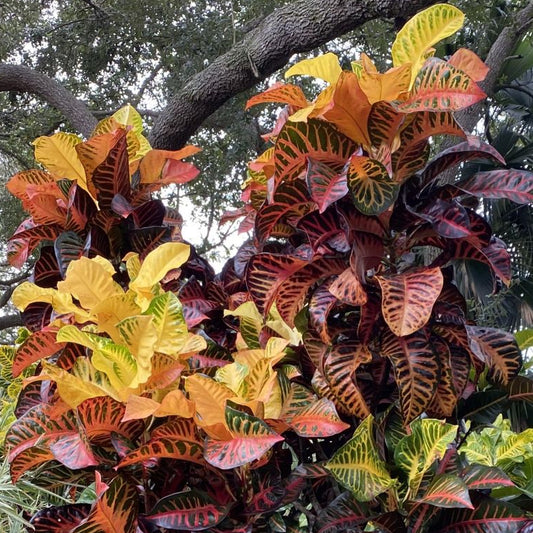 Croton  "Thomas Edison"