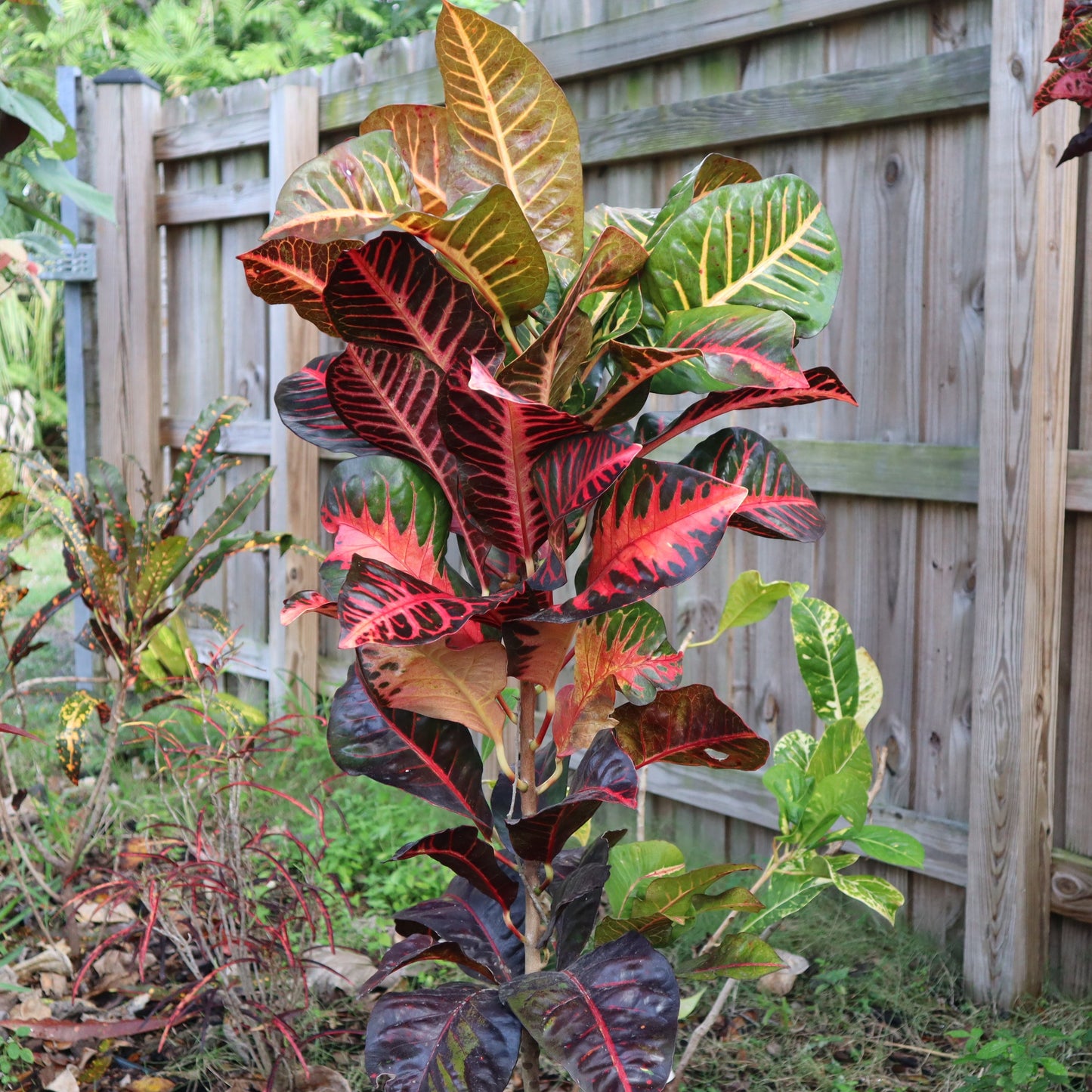 Croton  "Thomas Edison"