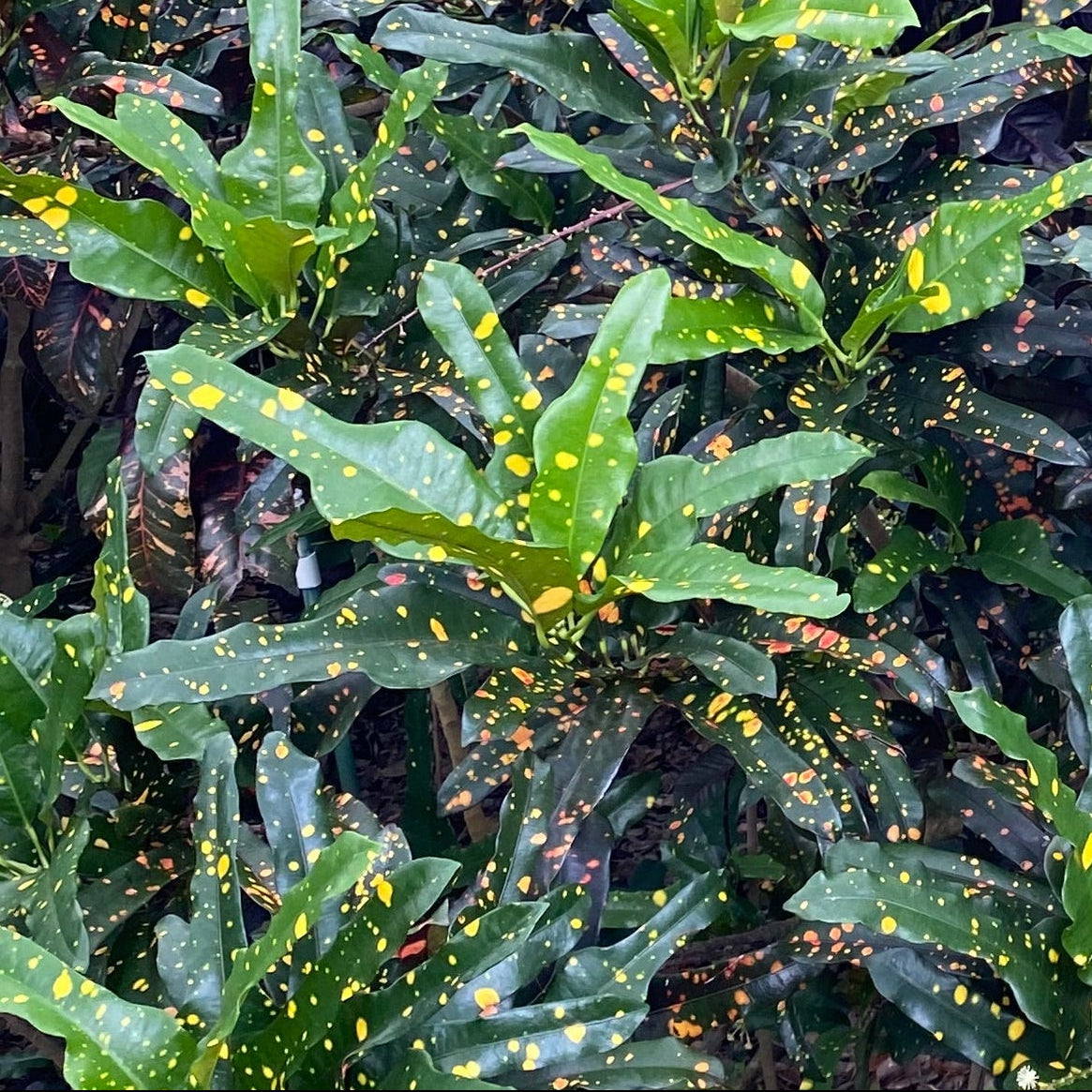 Croton  "Tiger Eye"