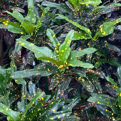 Croton  "Tiger Eye"