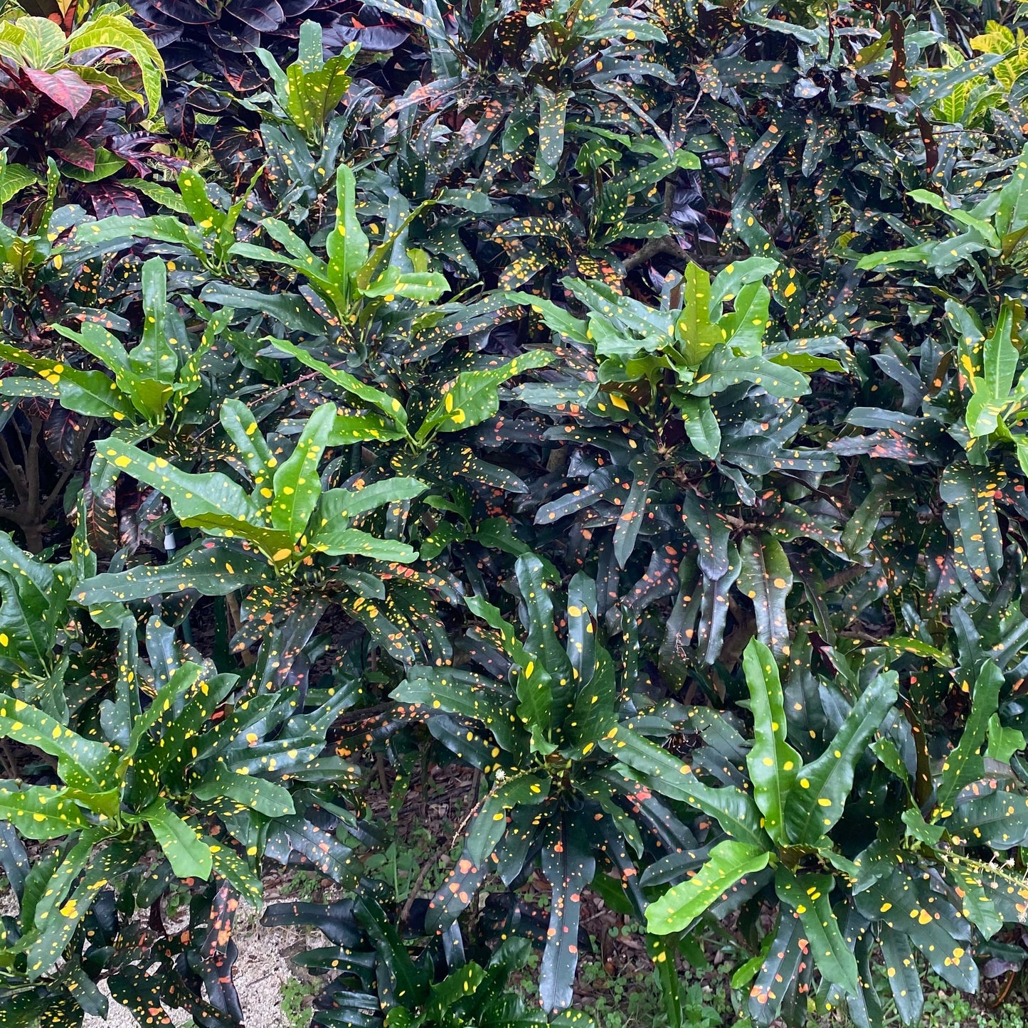Croton  "Tiger Eye"