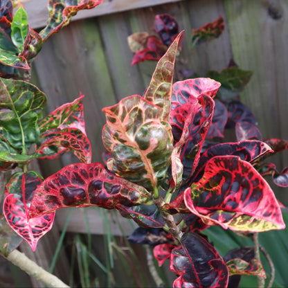 Croton  "Tortoise"