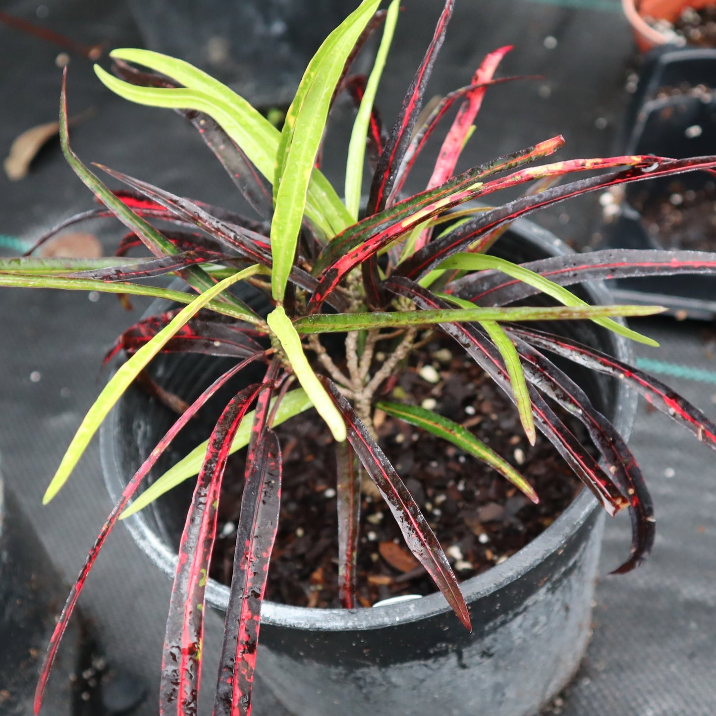 Croton  "Zanzibar"