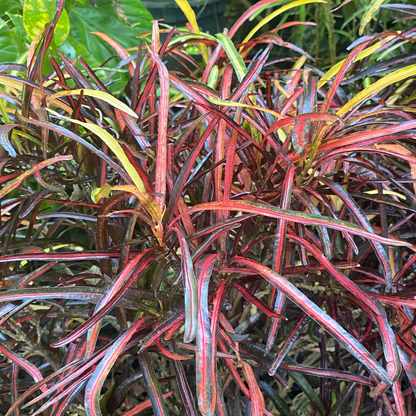 Croton  "Zanzibar"