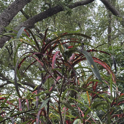 Croton  "Majesticum - Singapore Sun"